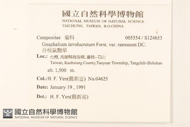 分枝鼠麴草藏品圖，第2張