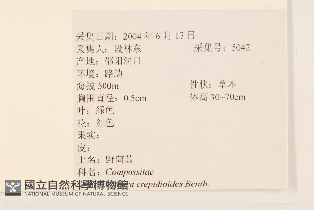 野茼蒿藏品圖，第2張