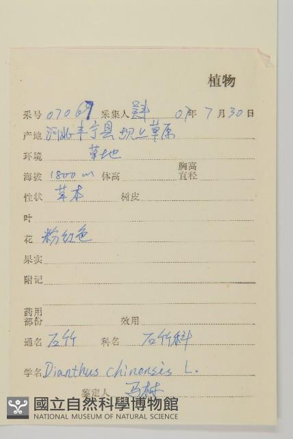 Rainbow pink, Chinese pink Collection Image, Figure 2, Total 2 Figures