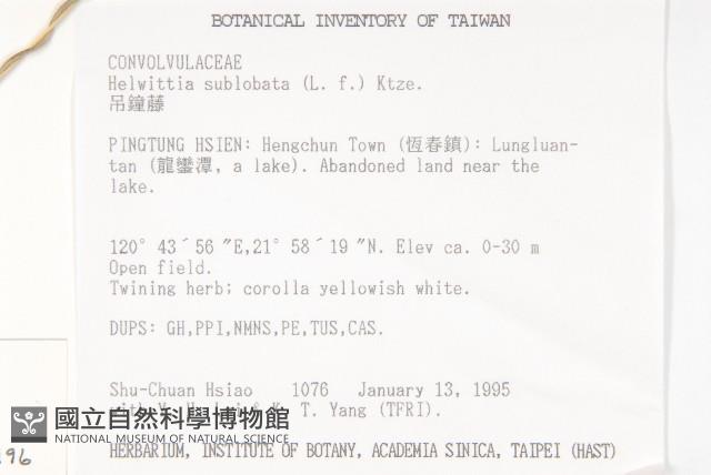 吊鐘藤藏品圖，第2張