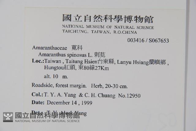 刺莧藏品圖，第2張