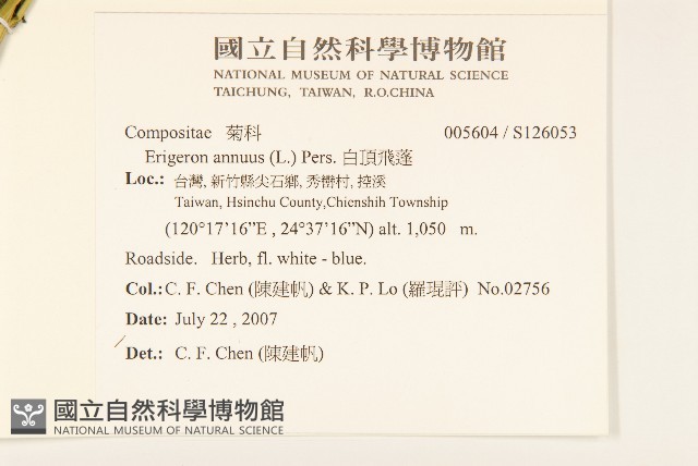 白頂飛蓬藏品圖，第2張