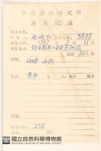 多莖鼠麴草藏品圖，第2張