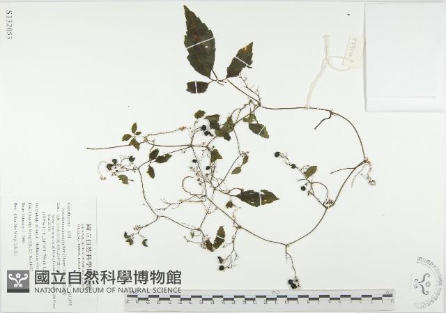 絞股藍藏品圖，第1張