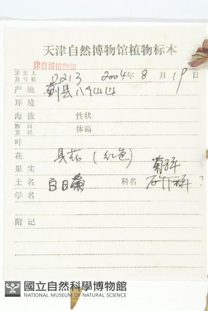 百日菊藏品圖，第2張