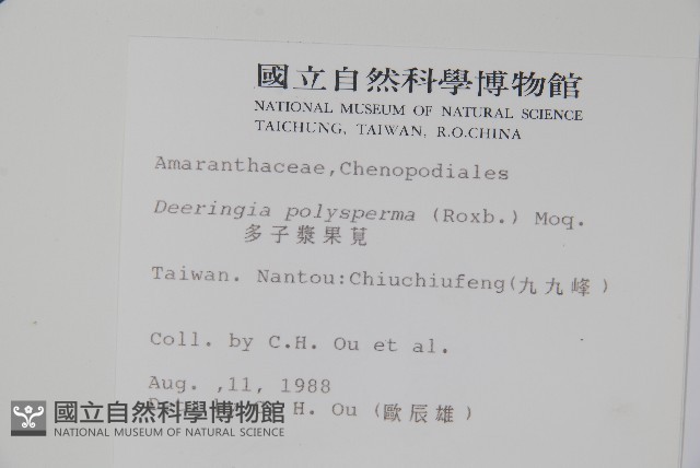 多子漿果莧藏品圖，第2張