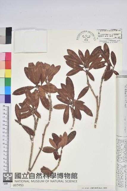 糠秕杜鵑花藏品圖，第2張