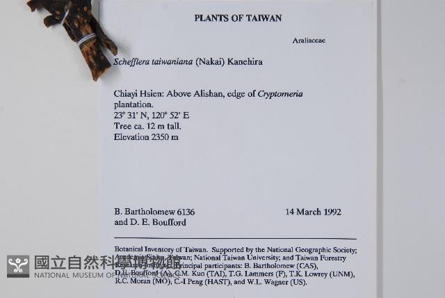 臺灣鵝掌柴藏品圖，第2張