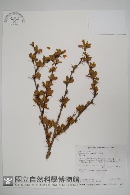 玉山小蘗藏品圖，第1張