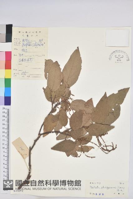 粗糠柴藏品圖，第1張