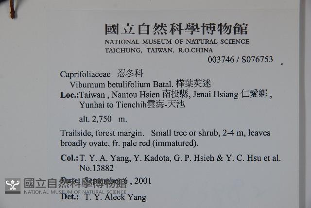 樺葉莢迷、玉山莢迷藏品圖，第2張