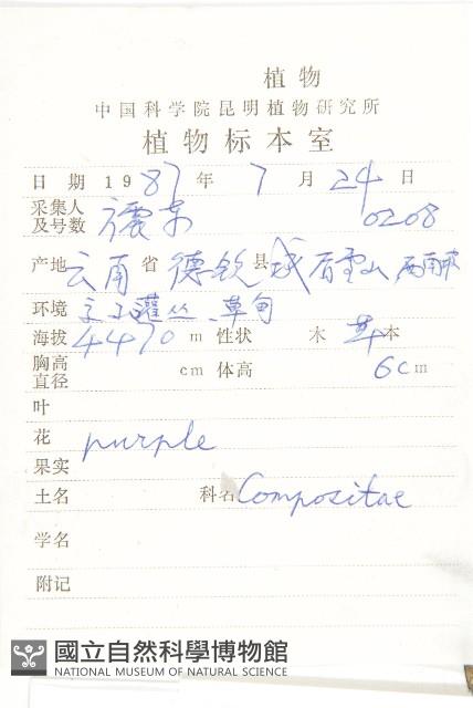 鳶尾葉風毛菊藏品圖，第2張