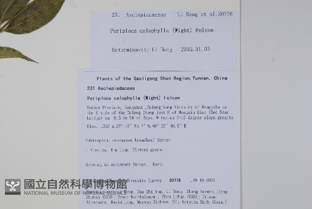 青蛇藤藏品圖，第2張