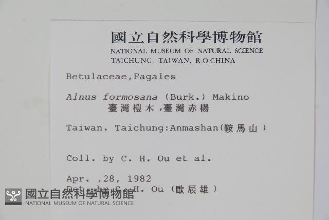 臺灣赤楊、臺灣榿木藏品圖，第2張