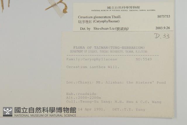 球序卷耳藏品圖，第2張