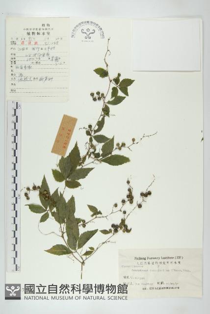 絞股藍藏品圖，第1張