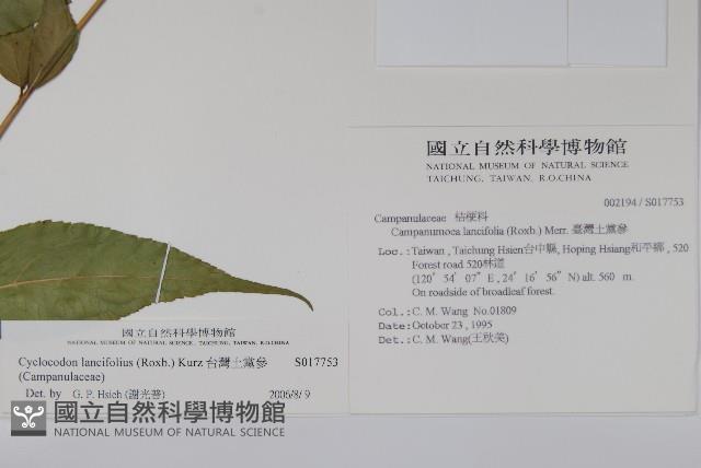 台灣土黨參藏品圖，第2張