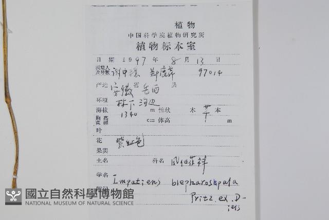 睫毛萼鳳仙花藏品圖，第2張