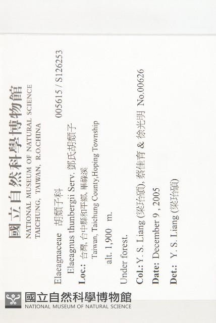 鄧氏胡頹子藏品圖，第2張