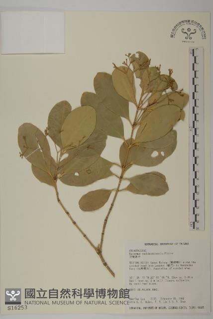 交趾衛矛藏品圖，第1張