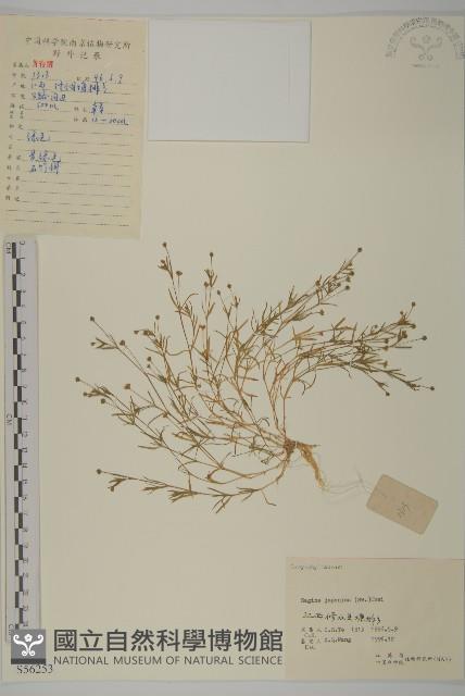 瓜槌草、漆姑草藏品圖，第1張