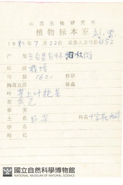 大白菜、結球白菜、卷心白藏品圖，第2張