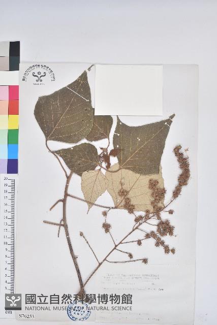 白匏子藏品圖，第1張