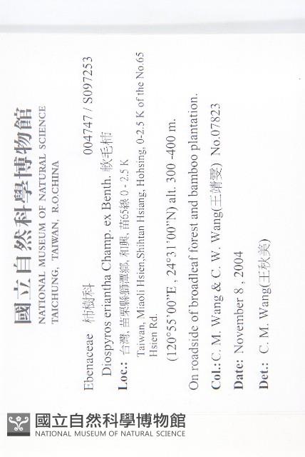 軟毛柿藏品圖，第2張