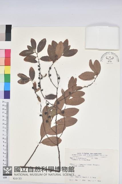 土密樹藏品圖，第1張