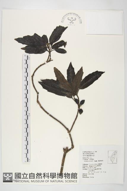 桃葉珊瑚藏品圖，第1張