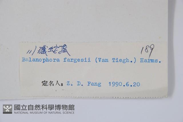 川藏蛇菰藏品圖，第2張