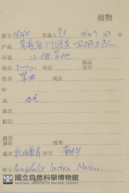 乳白香青藏品圖，第2張
