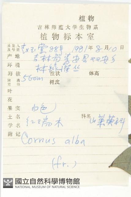 紅瑞木藏品圖，第2張