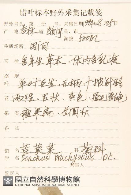 長裂苦苣菜藏品圖，第2張