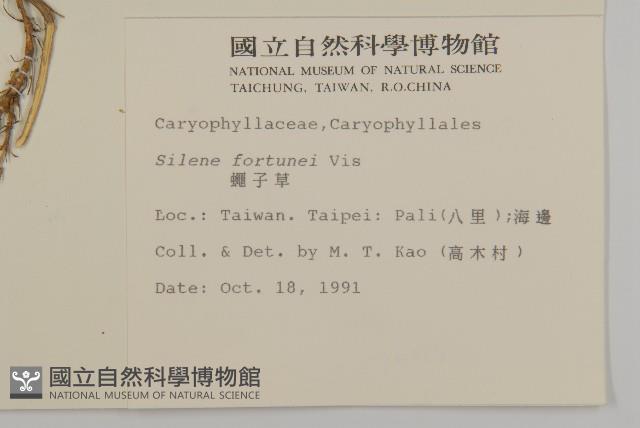 蠅子草藏品圖，第2張