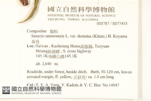 黃菀藏品圖，第2張