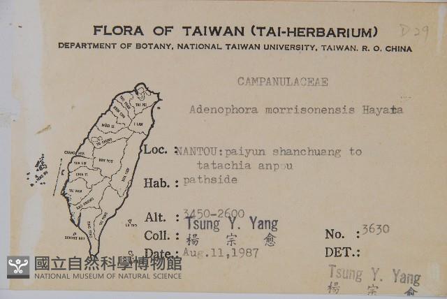 玉山沙參藏品圖，第2張