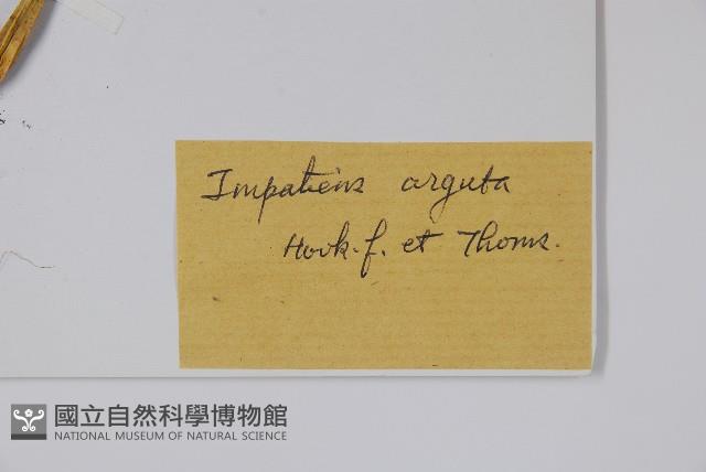 光銳鳳仙花藏品圖，第2張