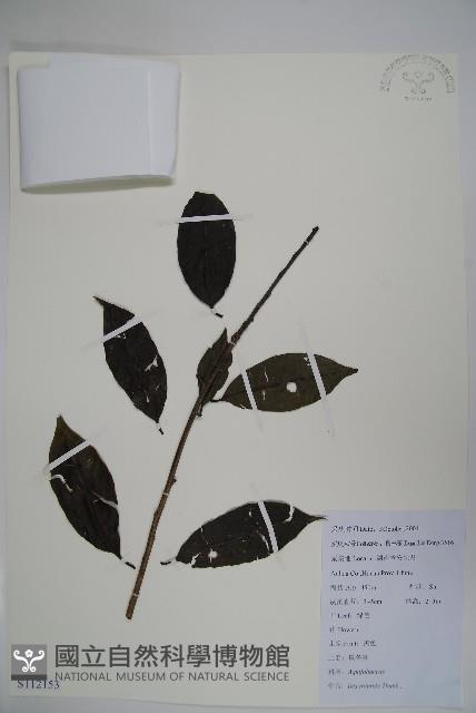 鐵冬青藏品圖，第1張