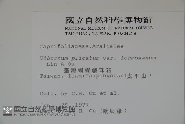 臺灣蝴蝶戲珠花、臺灣蝴蝶花藏品圖，第2張