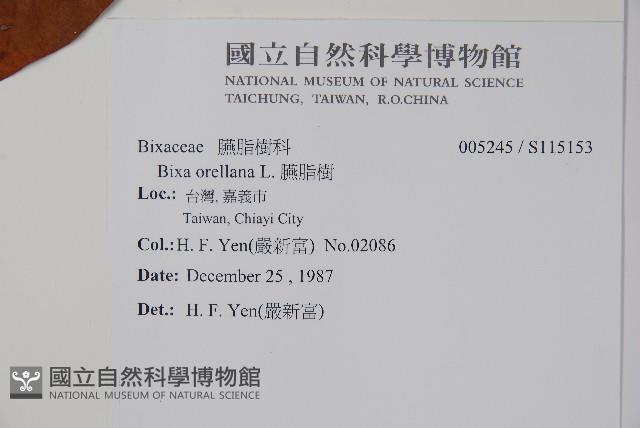 臙脂樹藏品圖，第2張