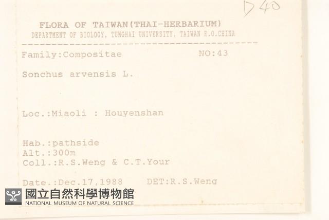 苦苣菜藏品圖，第2張