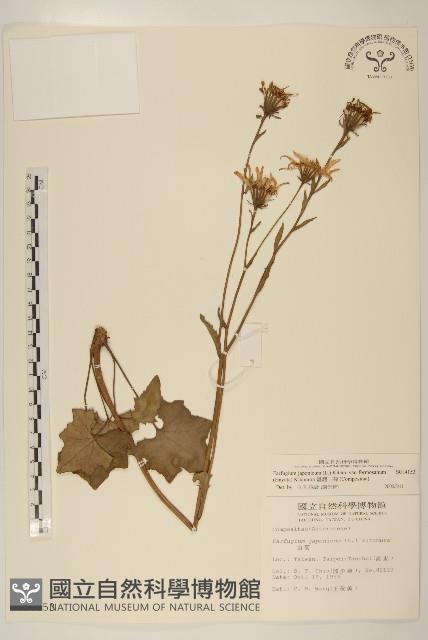 臺灣山菊藏品圖，第1張