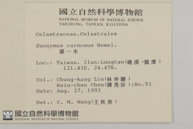 厚葉衛矛, 源一木藏品圖，第2張