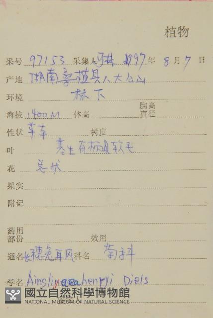 長穗兔兒風藏品圖，第2張