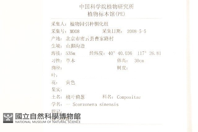 桃葉鴉蔥藏品圖，第2張