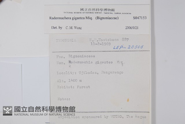 大山菜豆藏品圖，第2張