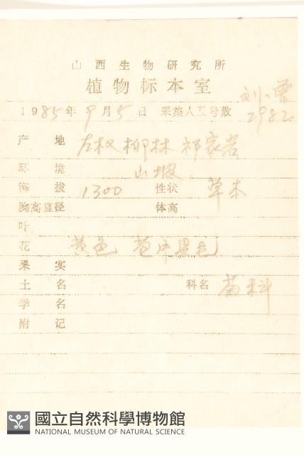 毛蓮菜藏品圖，第2張