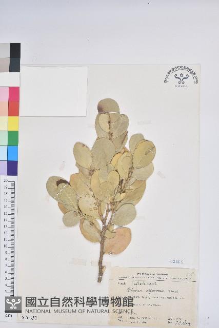 白樹仔藏品圖，第1張