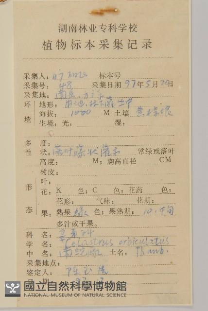 南蛇藤藏品圖，第2張